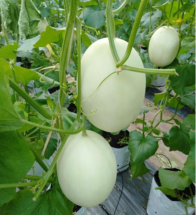 Hạt giống Dưa Lê Bạch Tuyết - Gói 20 Hạt