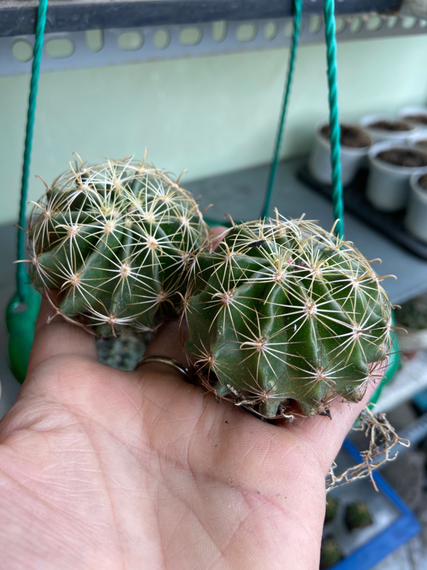 [Hcm]Hamato Cactus with Golden Flowers