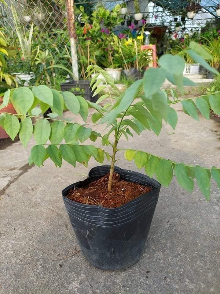Cây giống chùm ruột chua siêu sớm