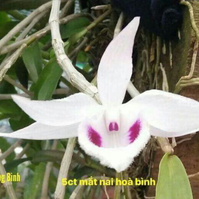 1 cốc phi điệp 5ct mắt nai