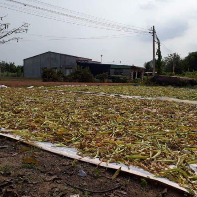 lá trinh nữ hoàng cung khô 500g