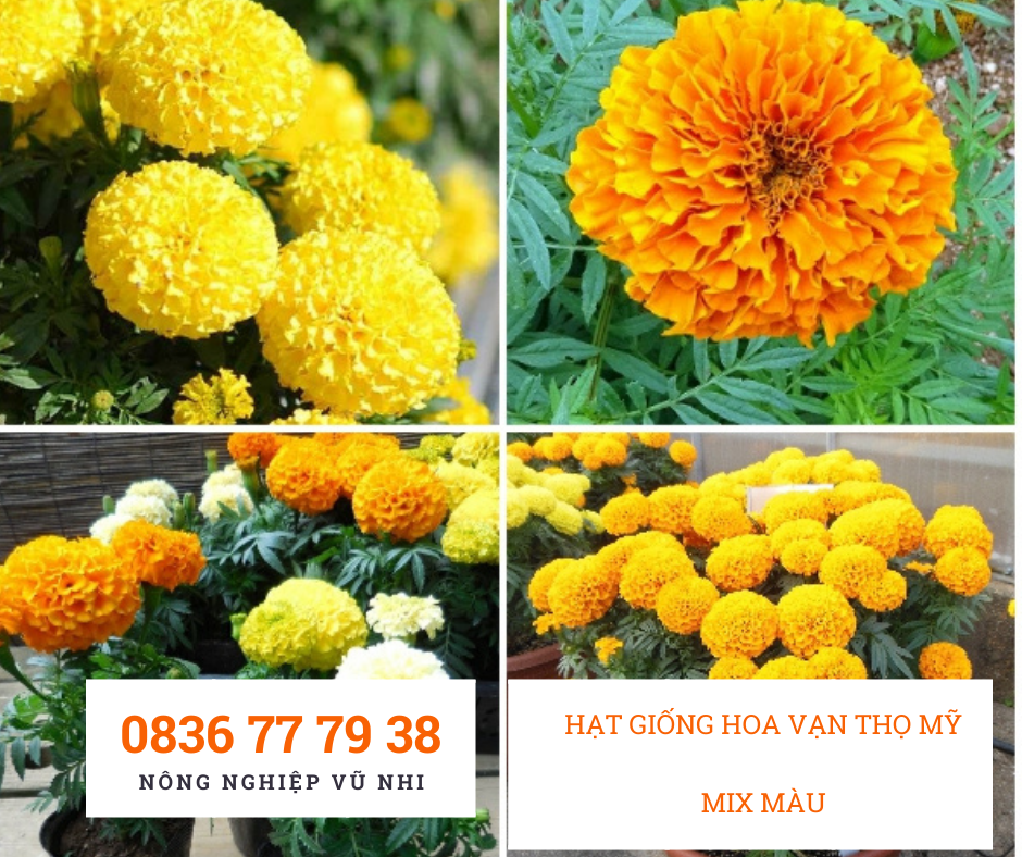 Hạt giống hoa Vạn thọ mỹ mix màu - hatgiong24h