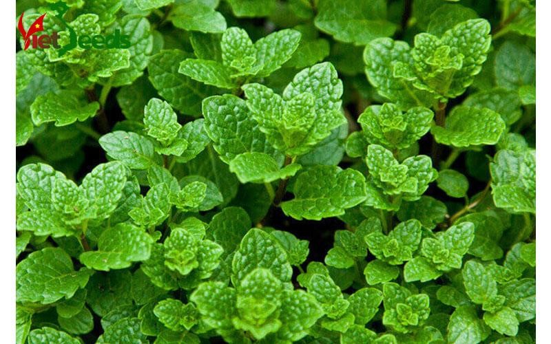 Hạt giống cây bạc hà (húng lủi, bạc hà âu) 100 hạt