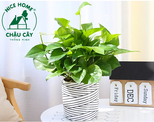 Chậu cây tự dưỡng thông minh- TA05 Stripe