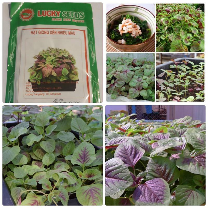 Hạt giống Dền khoang cao sản ( 20gr/gói )