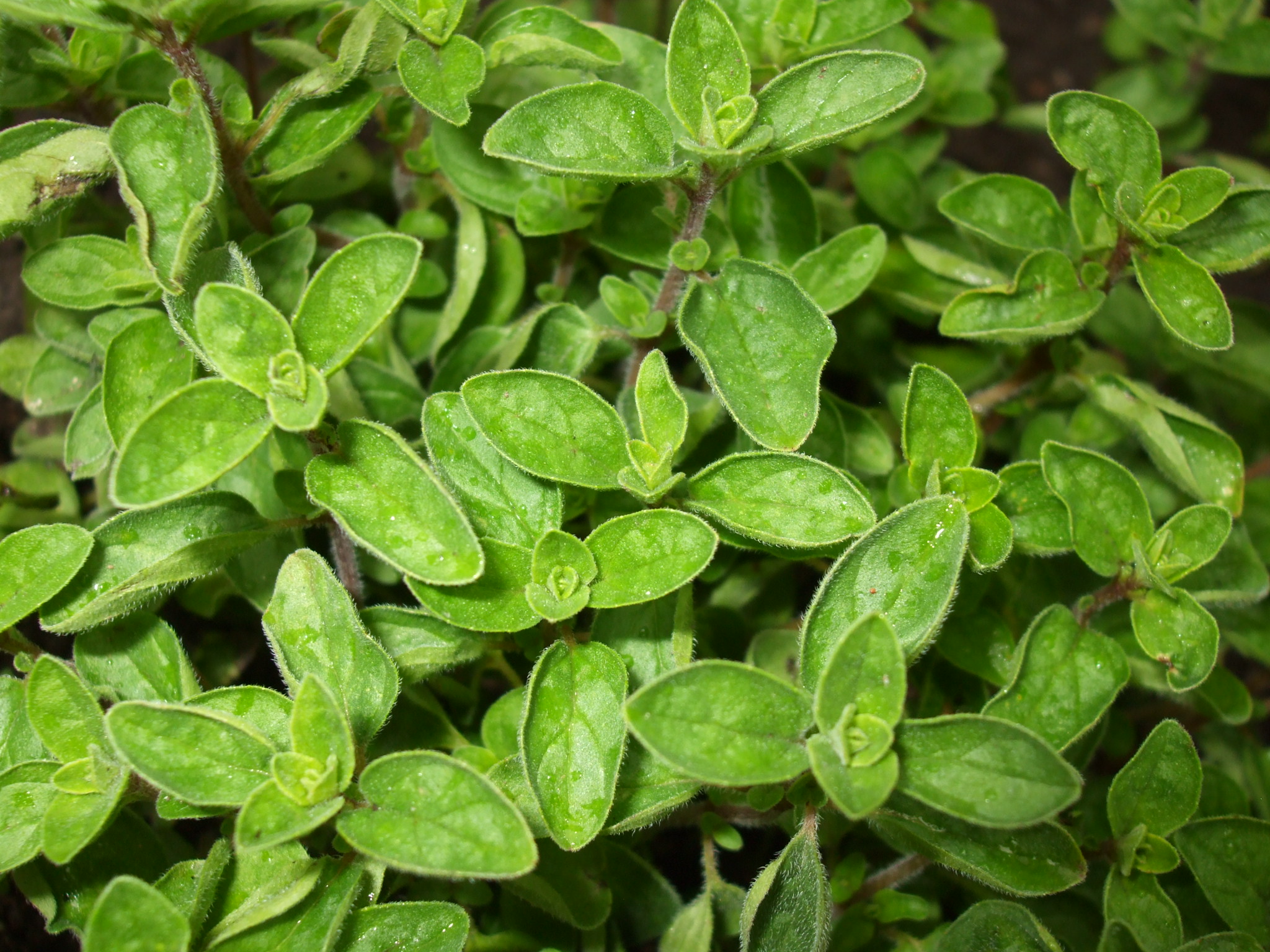 Ong Cha Va Oregano 30g