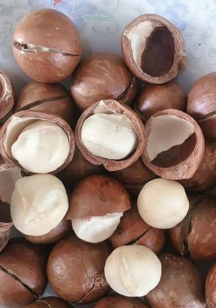 Hạt mắc ca Tây Nguyên 500gr (tặng kèm khui, đã sấy chín)