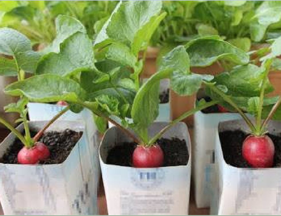 Hạt giống củ cải đỏ mini ( củ cải đỏ tí hon ) - gói 5gram