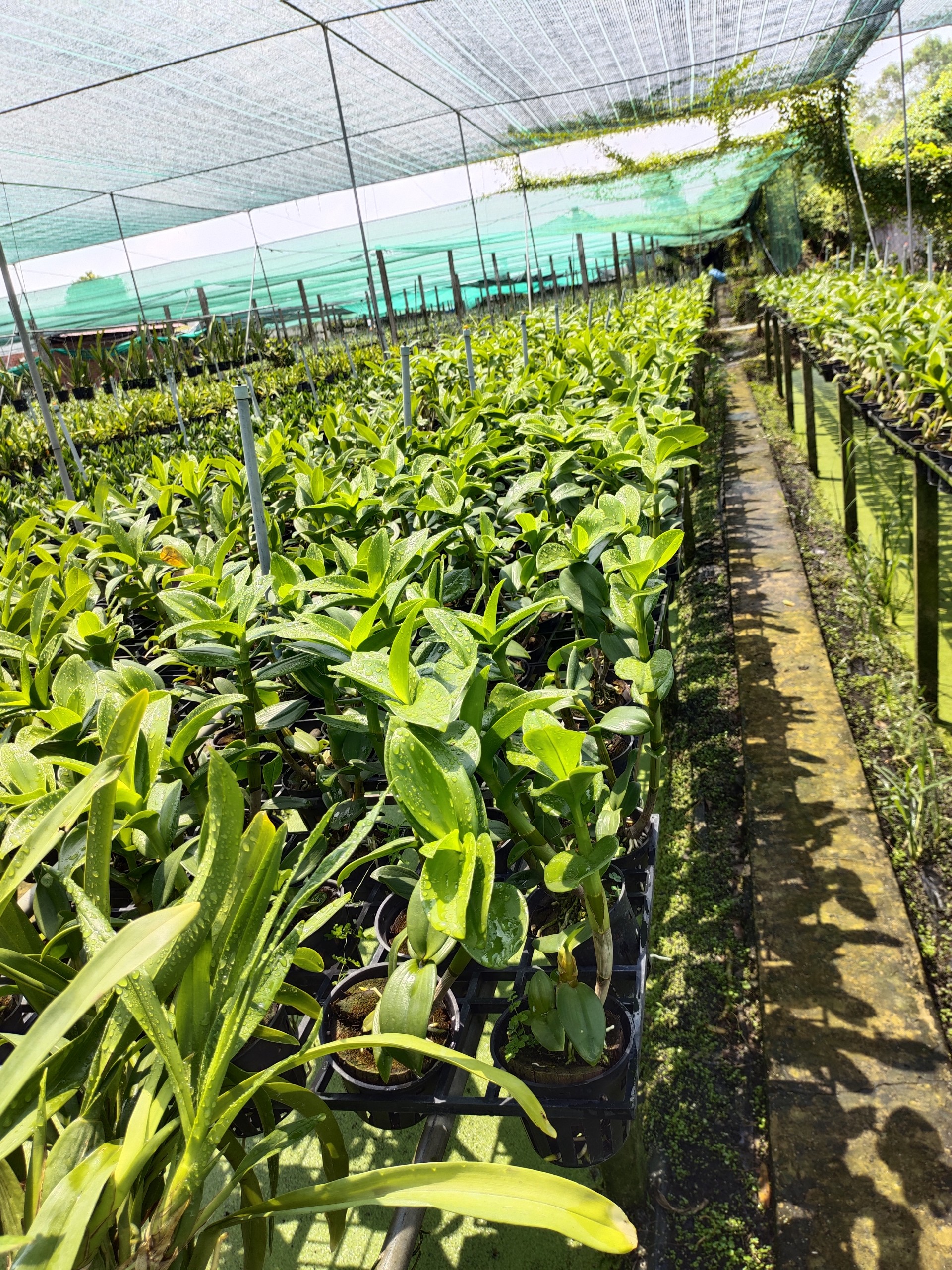 Dendro nắng lưỡi bò tím siêng hoa