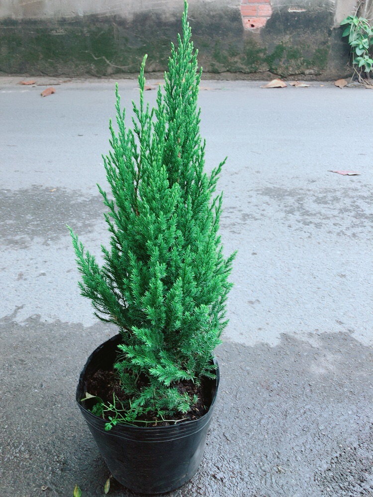 Cây Tùng (Cây Sơn Tùng)