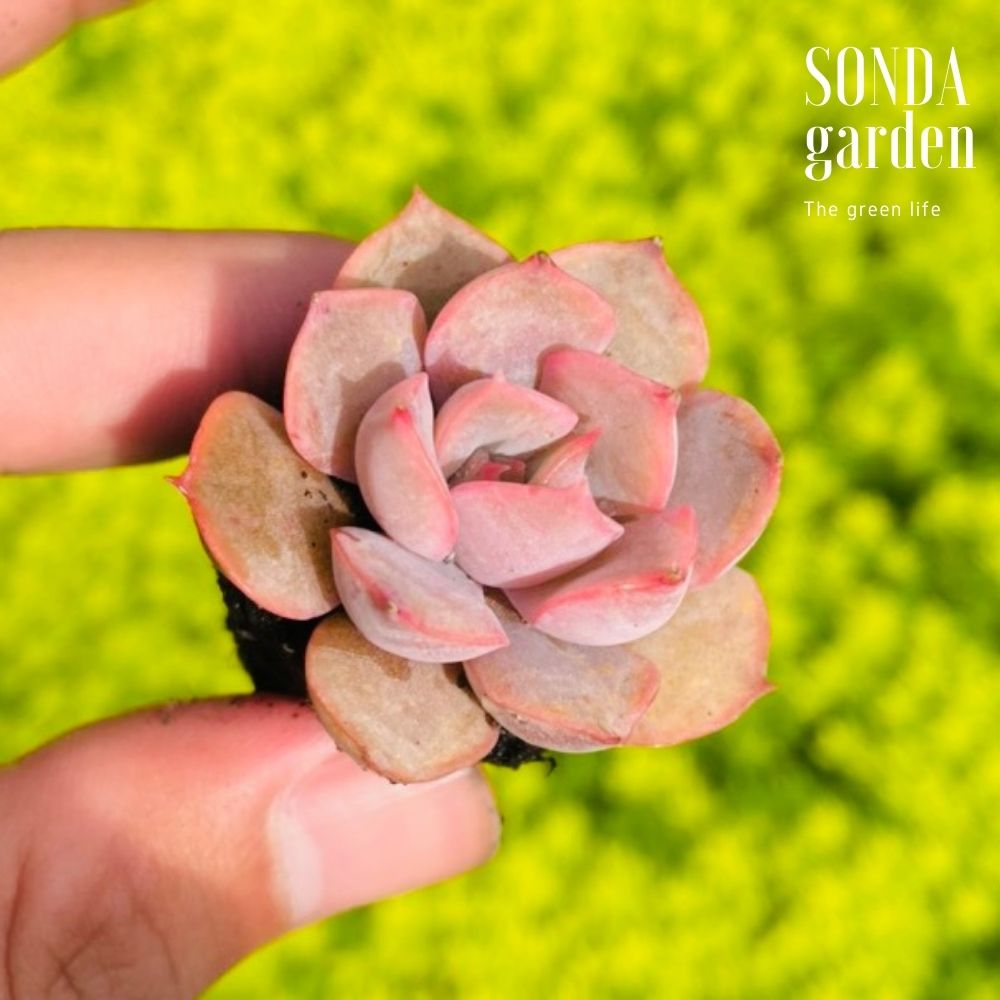 SEN ĐÁ HỒNG CÁNH CỨNG SIZE MINI LỖI 1 ĐỔI 1