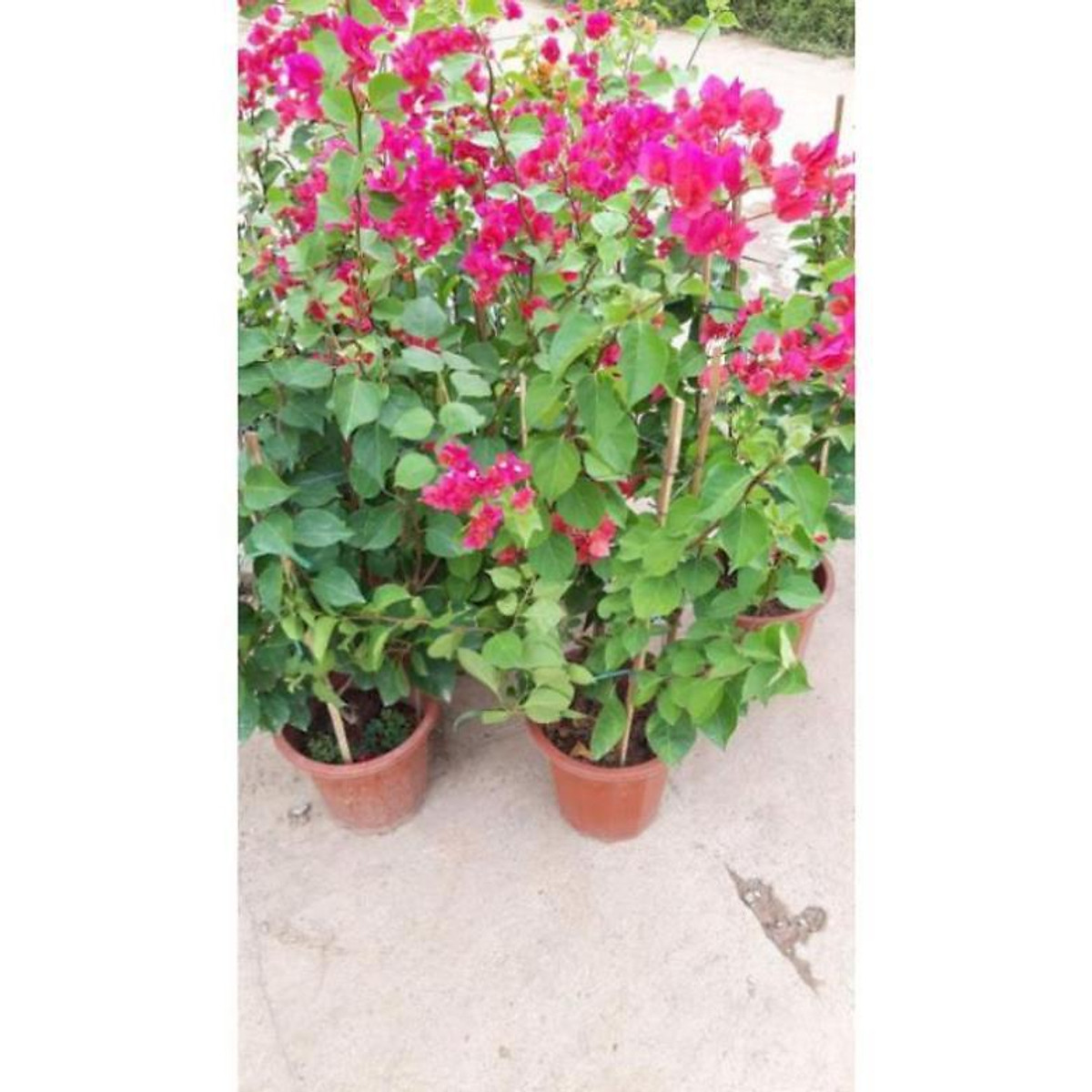 sản phẩm CÂY HOA GIẤY