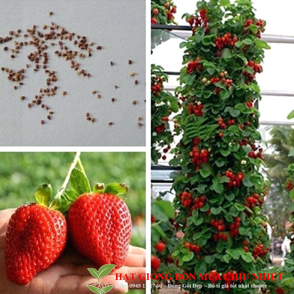 MJ121 Gói 50 hạt giống dâu tây leo giàn HẠT MỚI THƠM LỪNG DỄ GIEO