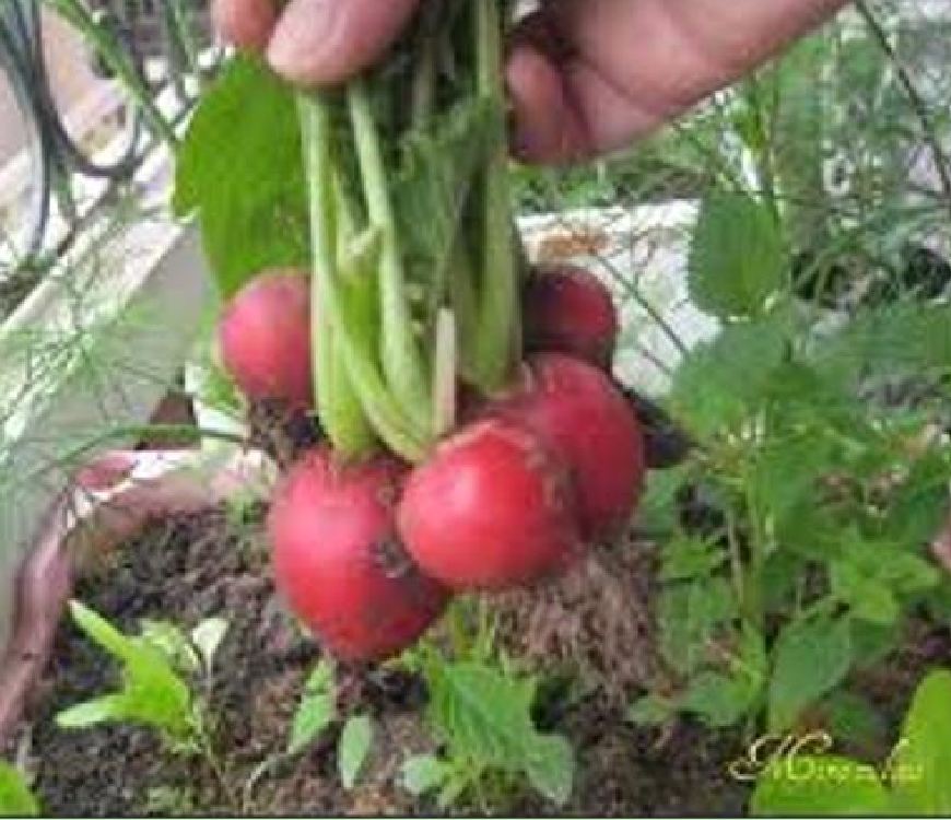 Tiny Red Radish Seeds - 5Gram Pack