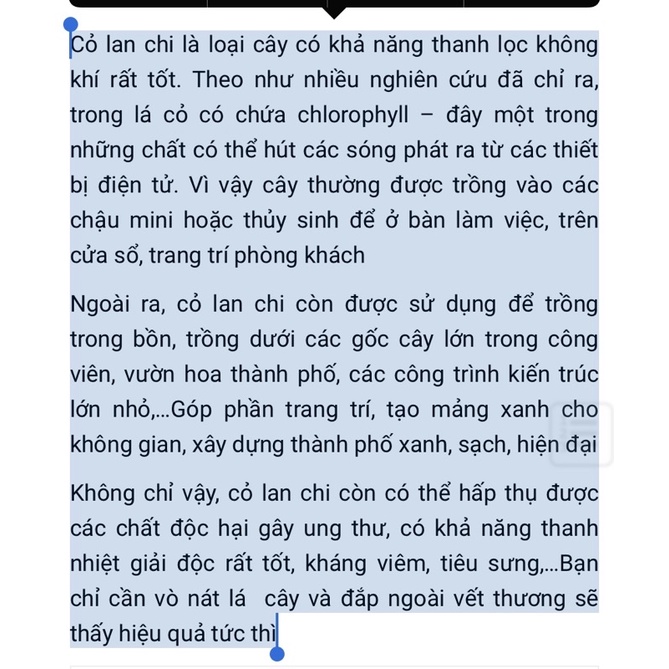 cỏ lan chi có rễ (3 cây)