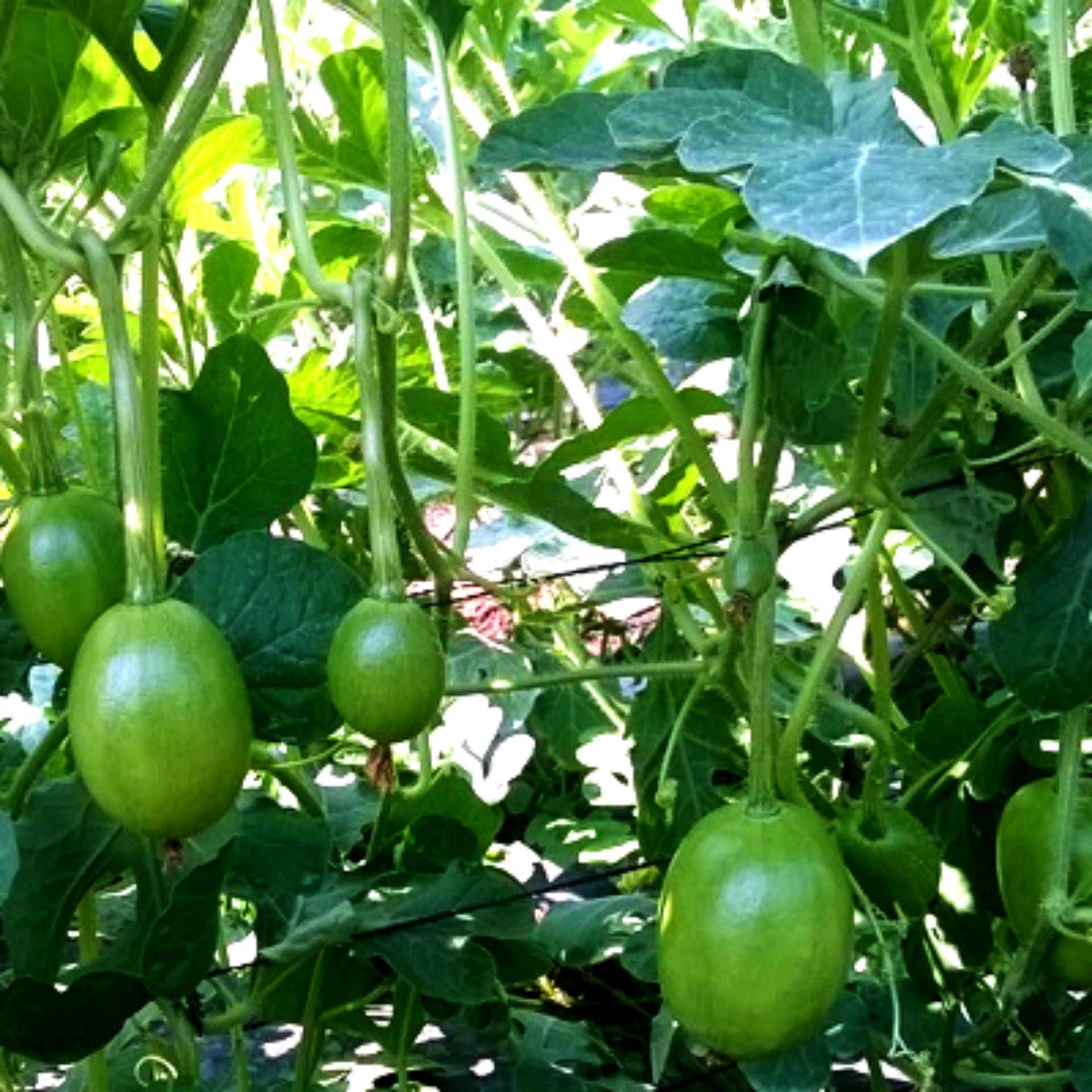 2g Hạt giống Dưa hấu ăn non (tặng Kích nẩy mầm, Hướng dẫn ươm)