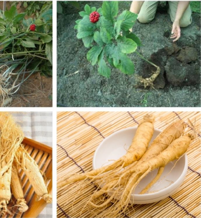 BỘ 2 gói hạt giống nhân sâm Hàn Quốc  ( tặng kèm 1 gói kích hạt nảy mầm )