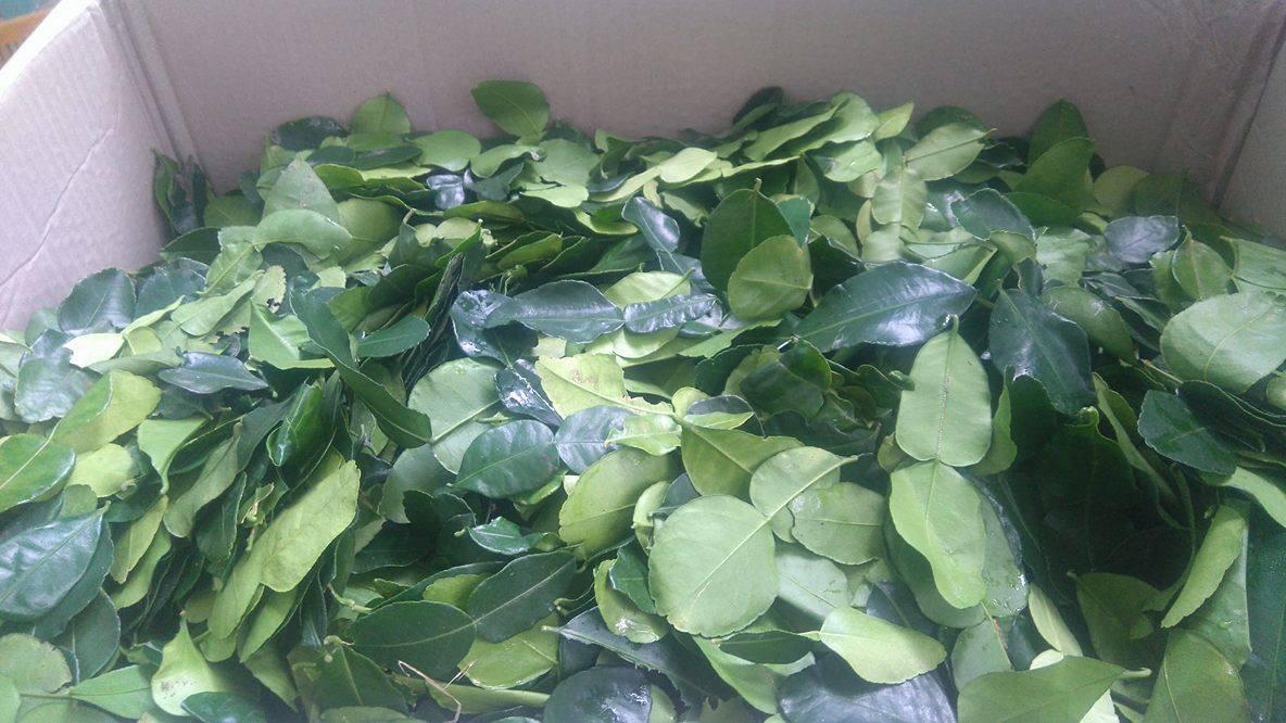 Lá chúc Bảy Núi An Giang