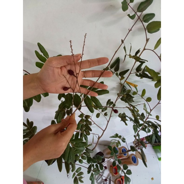 cây nhãn xuồng tím cao 1m