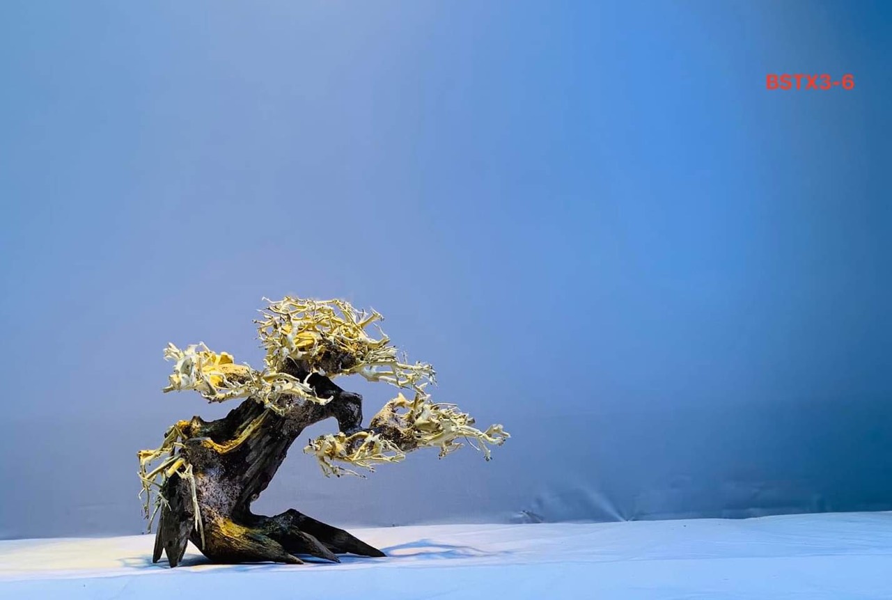 Gỗ lũa thủy sinh _ BSTX3_Driftwood bonsai 15*20 (cm) Cây gỗ lũa bonsai dáng đổ (Có 6 loại: Tán xương, tán gỗ, Bông Tùng xanh, Bông Tùng đỏ, Tùng Cam, Tùng màu kem)