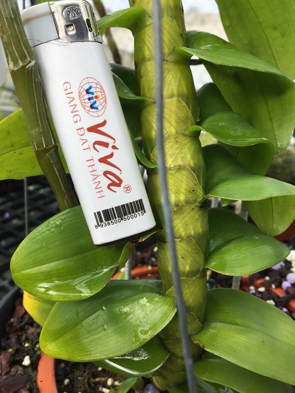 Phân bón lá NPK 20-20-20+TE Growmore lọ 100gr