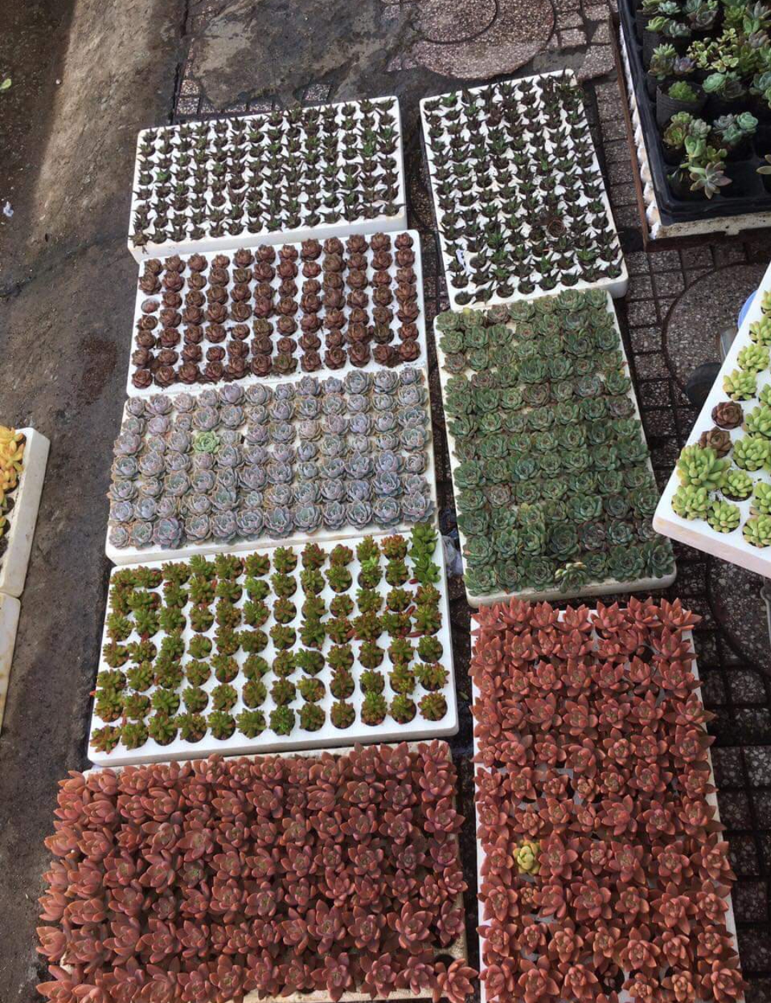Combo 20 cây sen đá vĩ mix các loại size mini 2-4cm