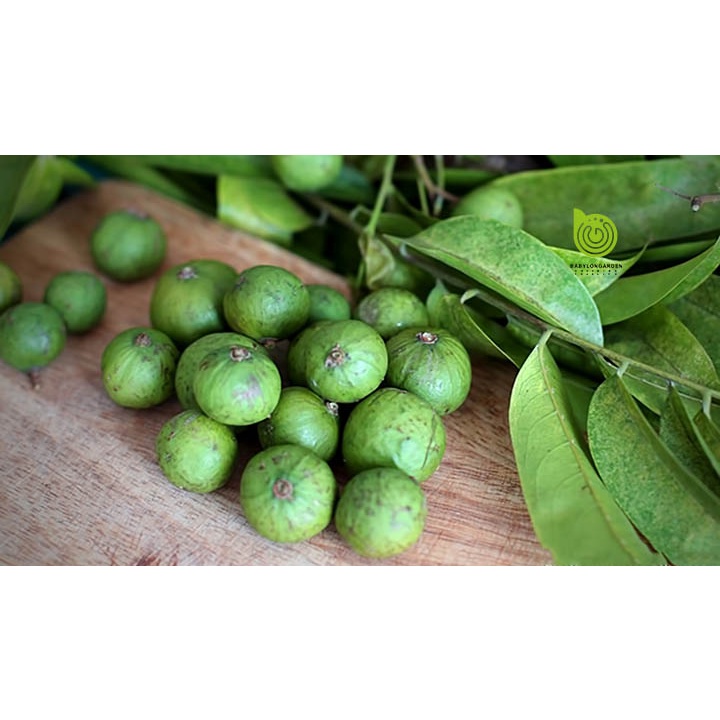 Hạt giống Cây Sấu dể trồng/Gói 5 hạt