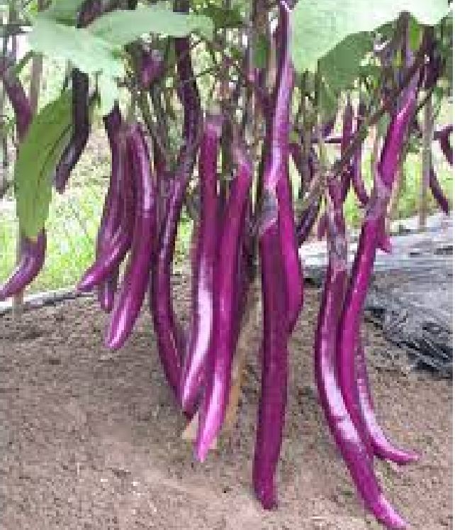Hạt giống cà tím siêu dài (gói 1 gram)