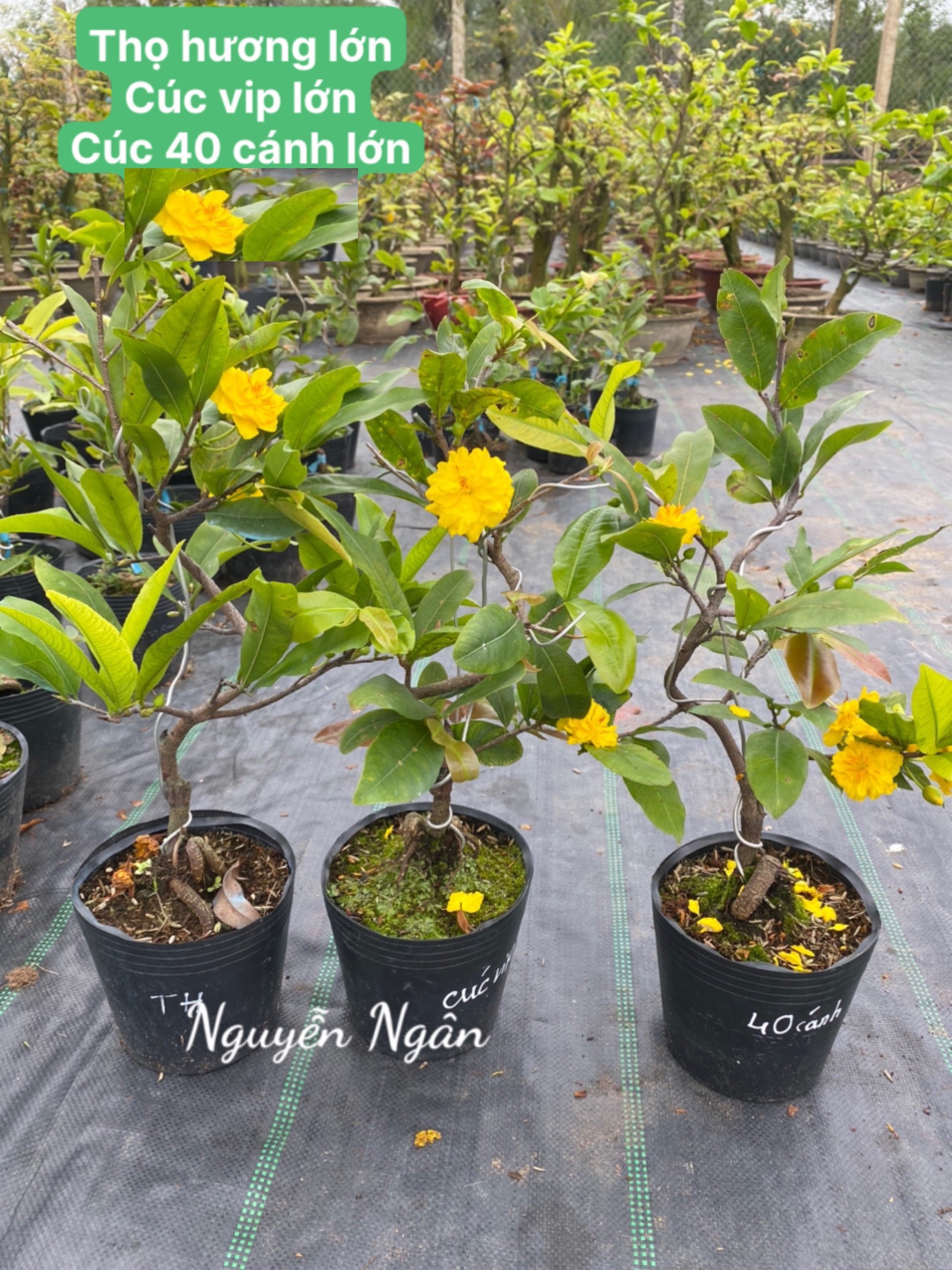 Mai xoắn (mai quắn) mini