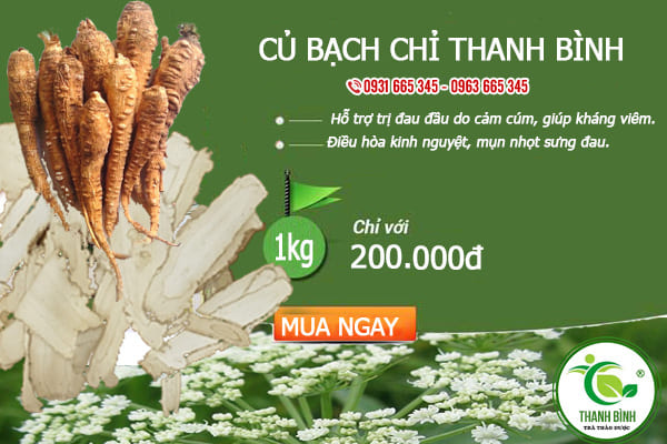 Củ Bạch Chỉ Khô 1KG - Đông Y Thanh Bình