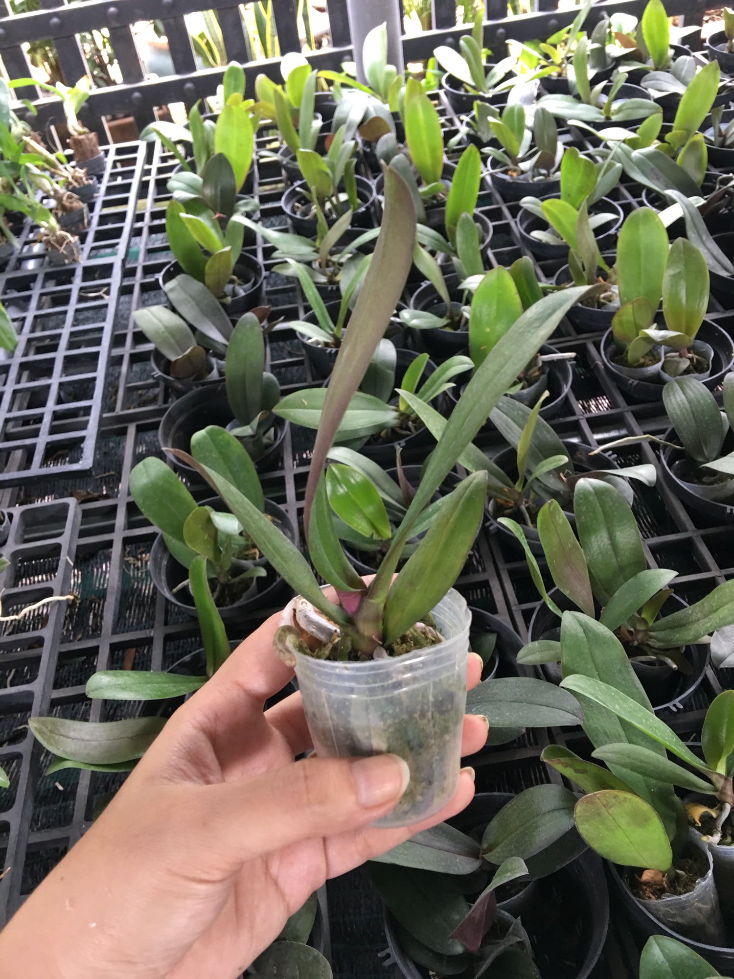Hoa Lan Hồ Điệp Cây Giống