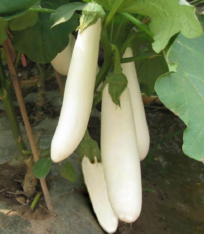 Hạt giống cà trắng lai trái dài 2gram/gói