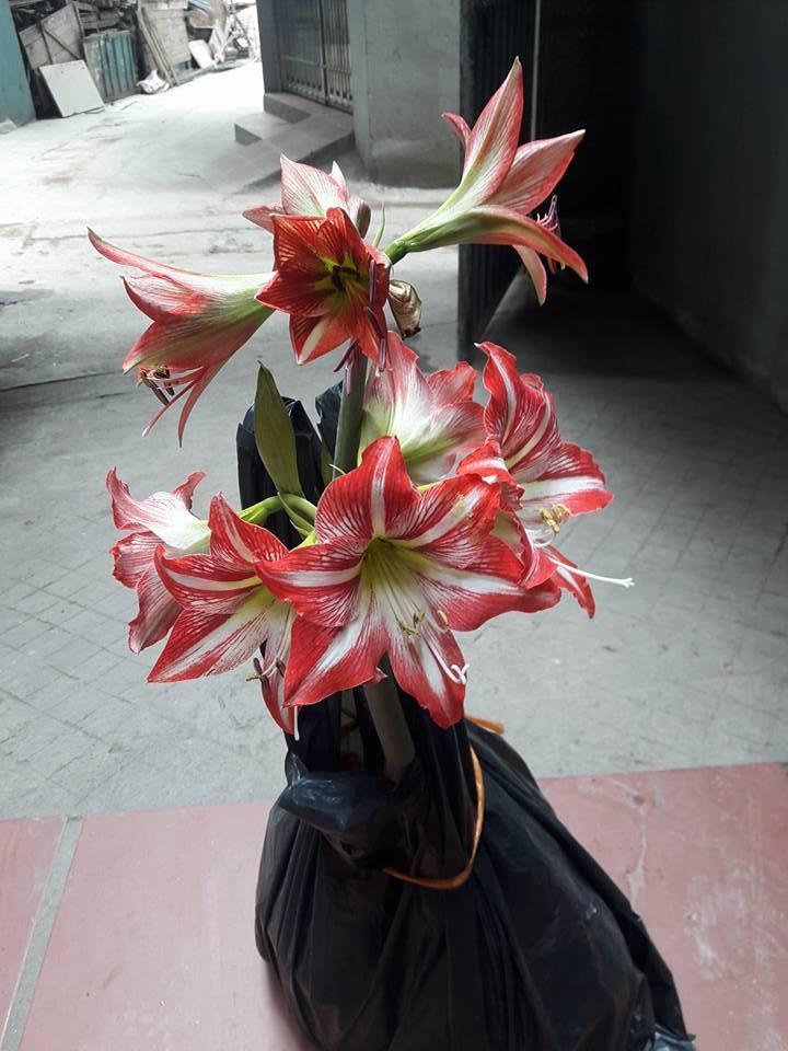 Set of 2 Lily Bulbs (1 Red Velvet Flower Bulb + 1 Peach Rose Bulb)