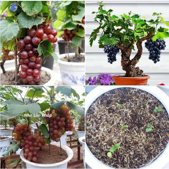 Hạt giống nho lùn pháp( nho lùn Bonsai)( gói 10 hạt) -