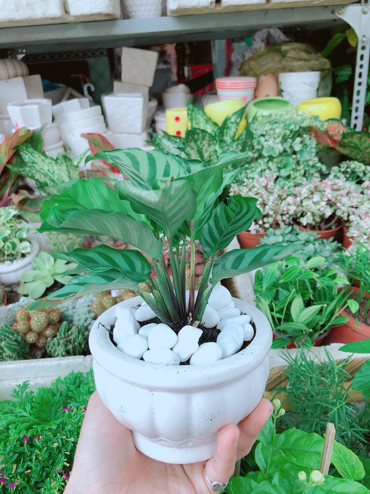 [HCM]Chậu Đuôi Công Xanh