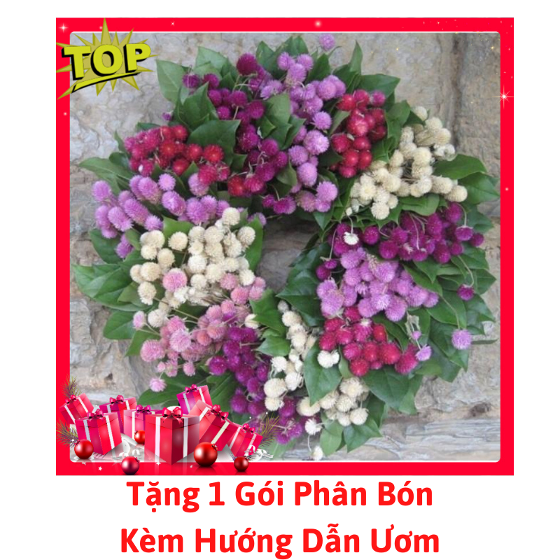 Gói Hạt Giống Hoa Cúc Bách Nhật ( Cúc Nút Áo )