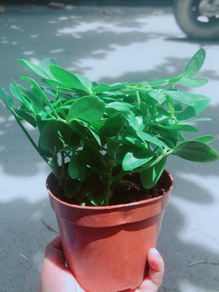 Cây Ngũ Gia Bì Để Bàn