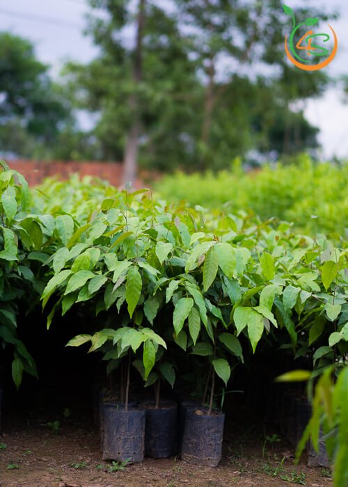 Cây giống Sao đen (giống trồng lấy gỗ).