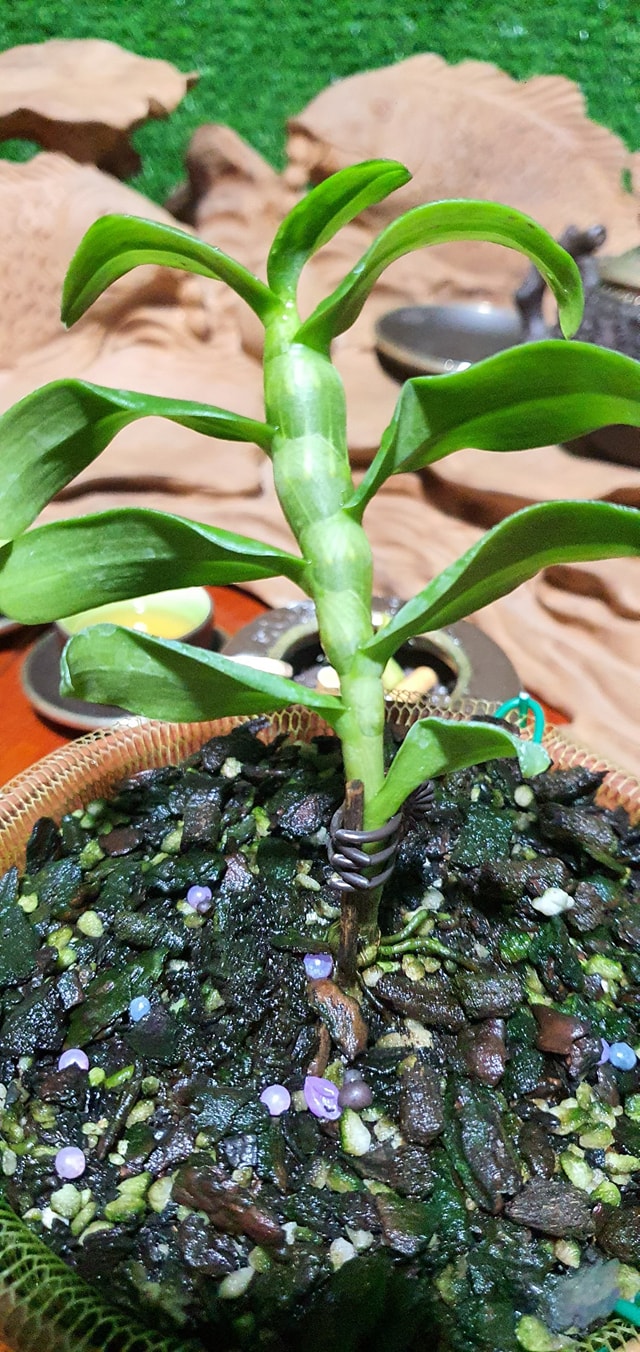 Hoa phong lan phi điệp 5ct phú thọ