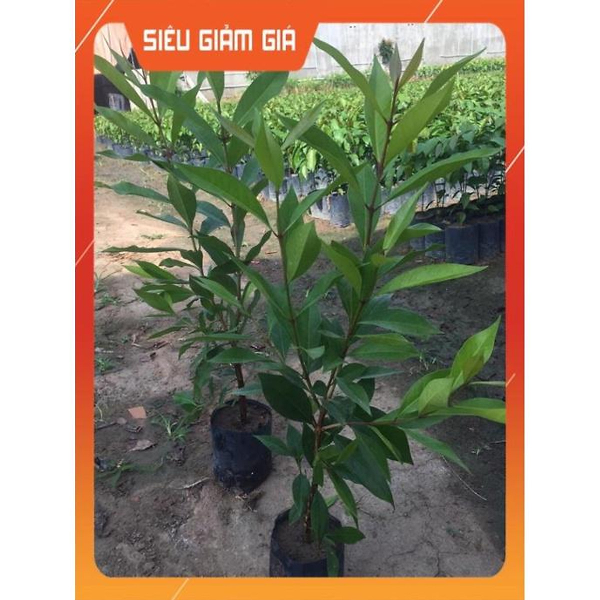 Cây lá vối, cây lá vối nếp, cây lá vối đun nước uống tốt cho sức khỏe #hoanganh