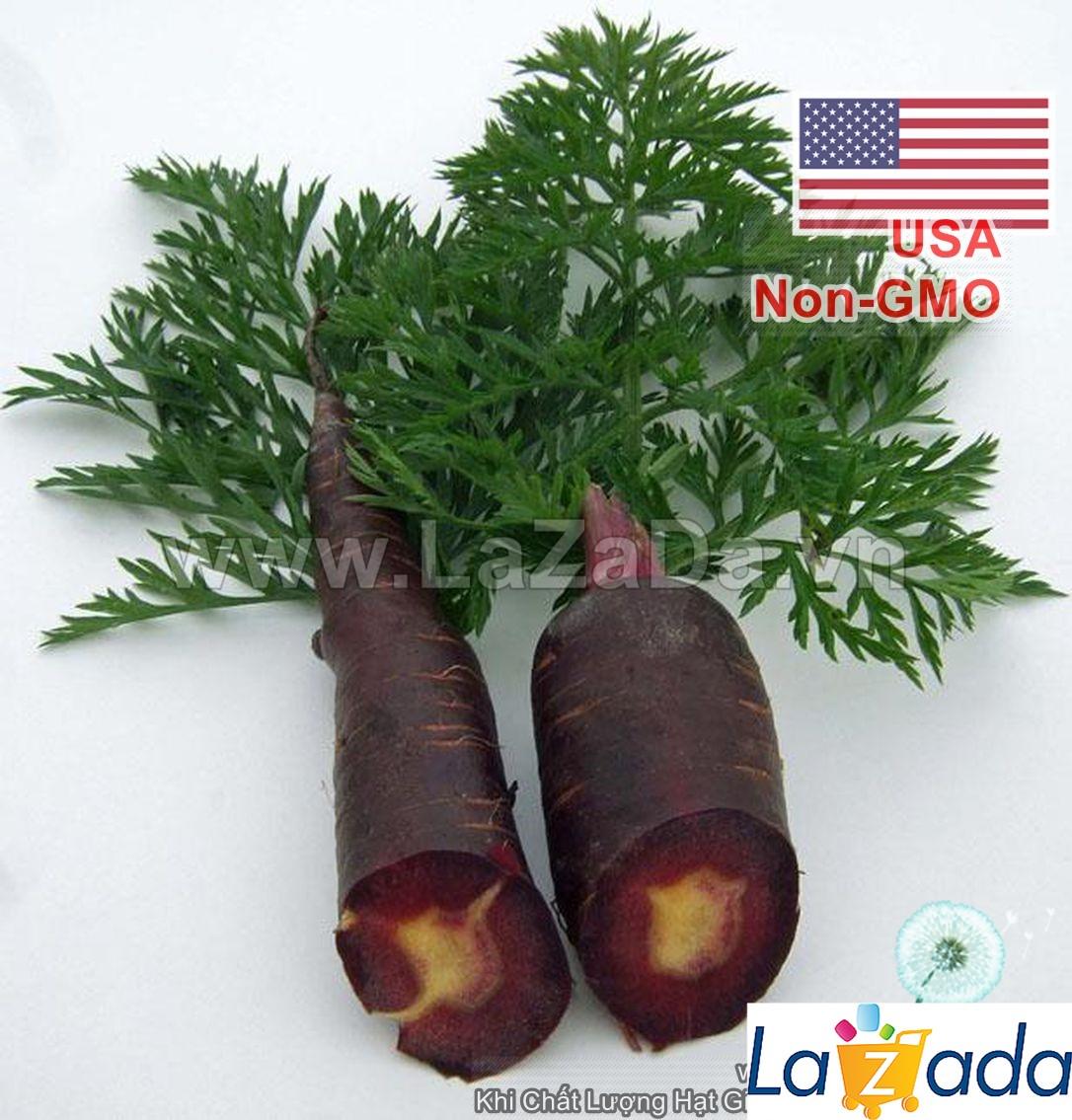 150h Hạt Giống Cà Rốt Đen Tím Black Giàu Anthocyanin (A1.101| C29*W31*M021)