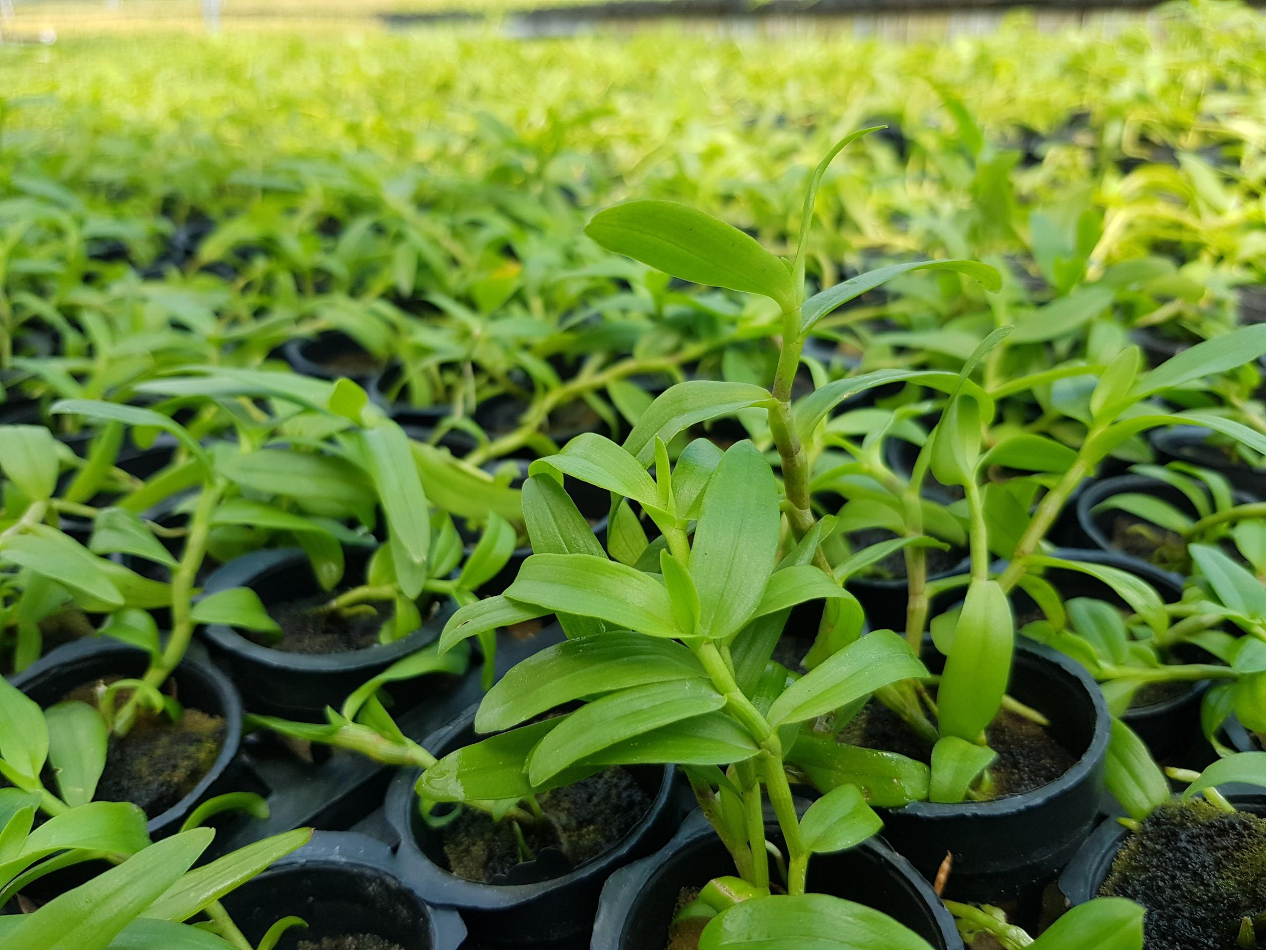Giả hạc hông thái lan cây giống