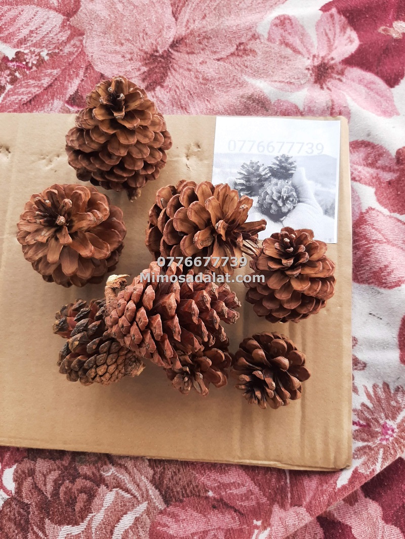 1kg Trái thông khô loại lớn