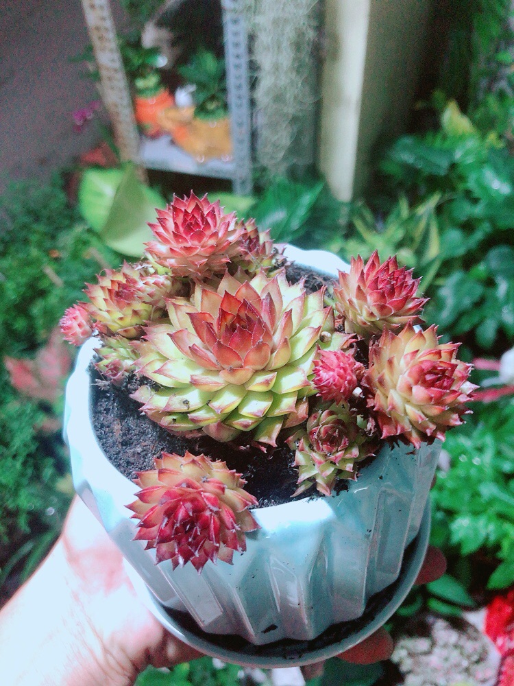 Chậu Sen Phật Bà Đỏ