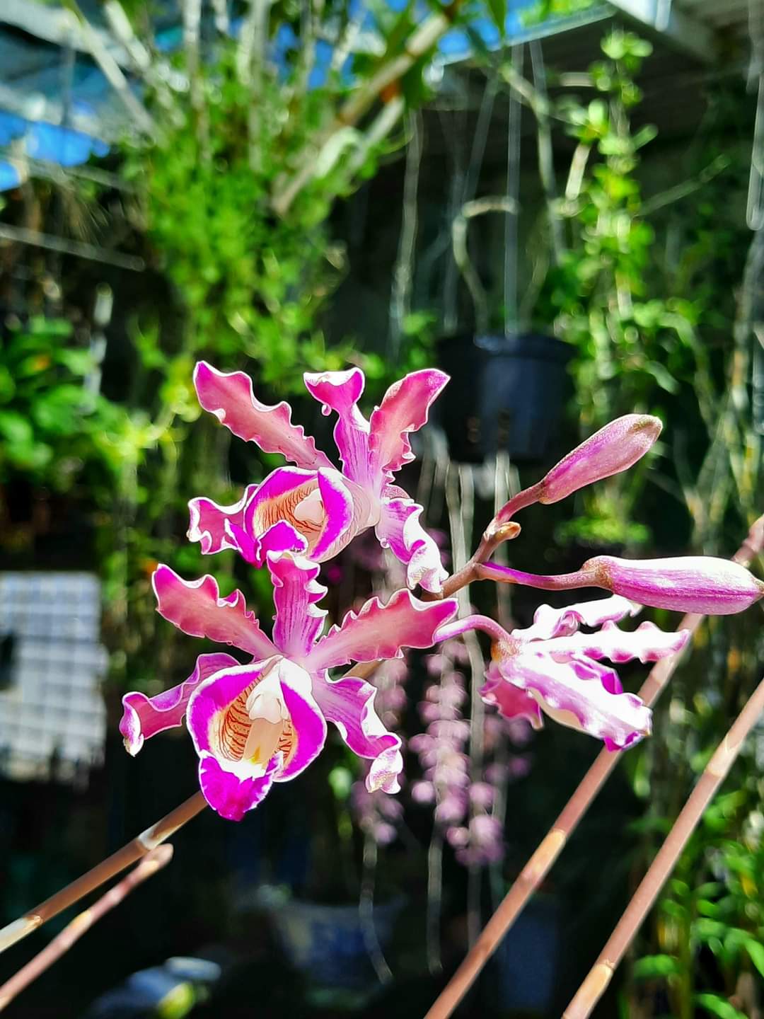 HOA LAN ỐNG ĐIẾU