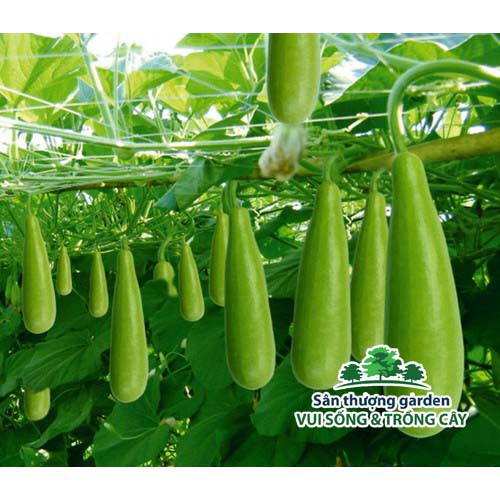 Hạt giống bầu xị f1 - gói 10 hạt