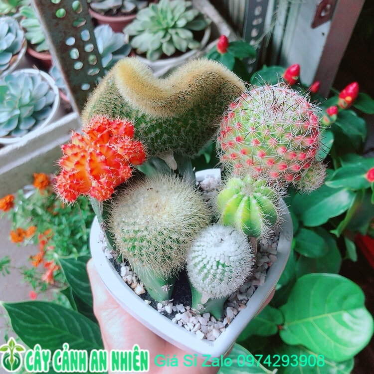 Chậu Cây Xương Rồng Mix