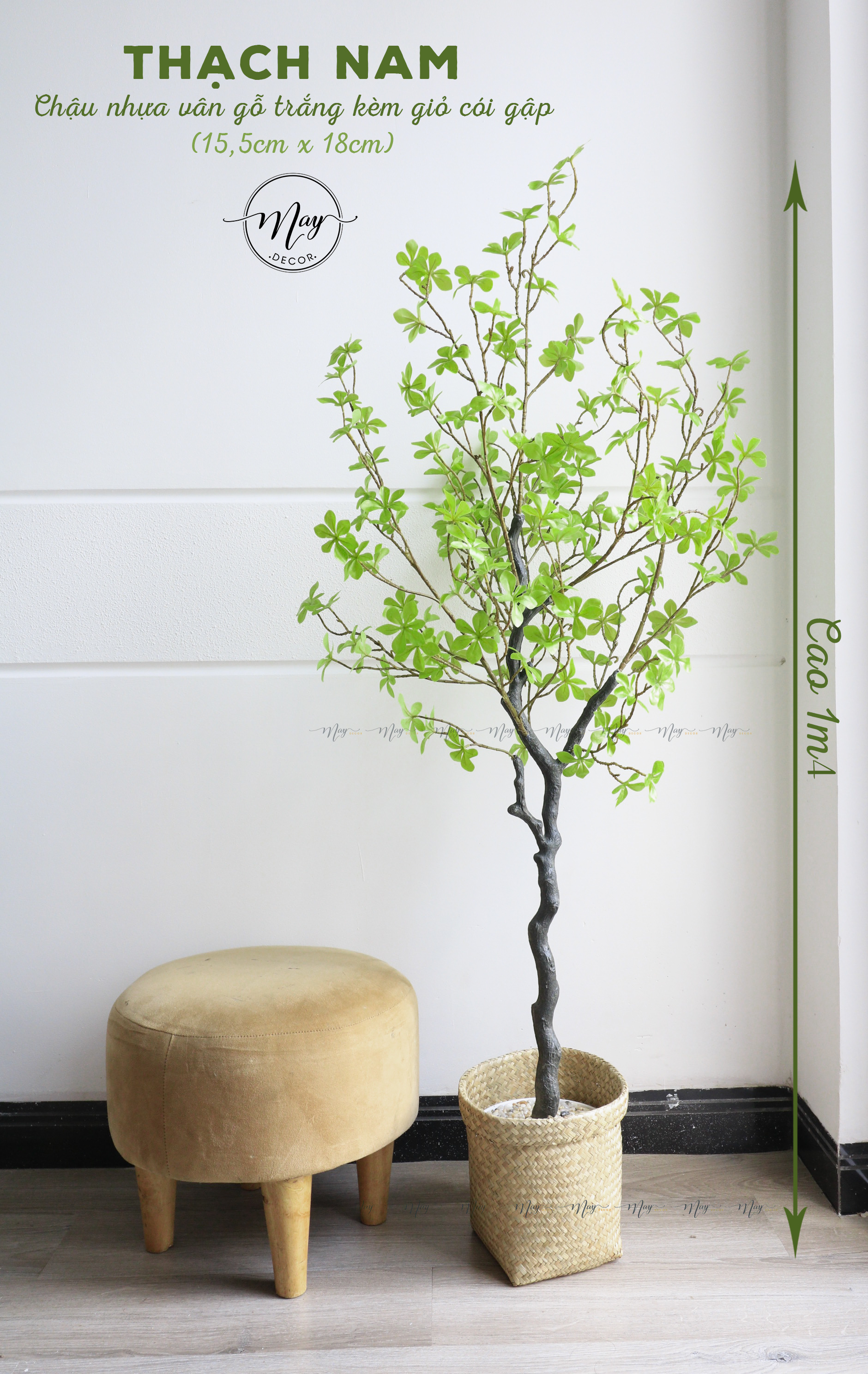 Cây giả, Cây Thạch Nam cao cấp 45cm,1m1,1m4,1m6