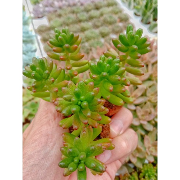 Sen Đá Thạch Ngọc Đỏ Mini - Jelly Bean - SEDUM RUBROTINCTUM