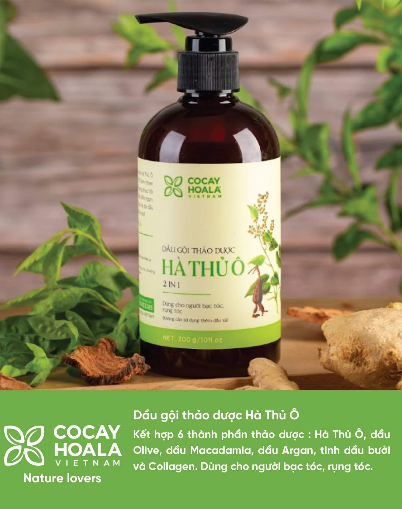 Dầu gội Hà Thủ Ô giúp tóc bạc thành tóc đen trở lại